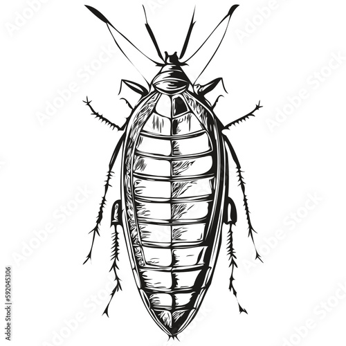 cockroach sketch, hand drawing of wildlife, vintage engraving style, vector illustration cockroaches