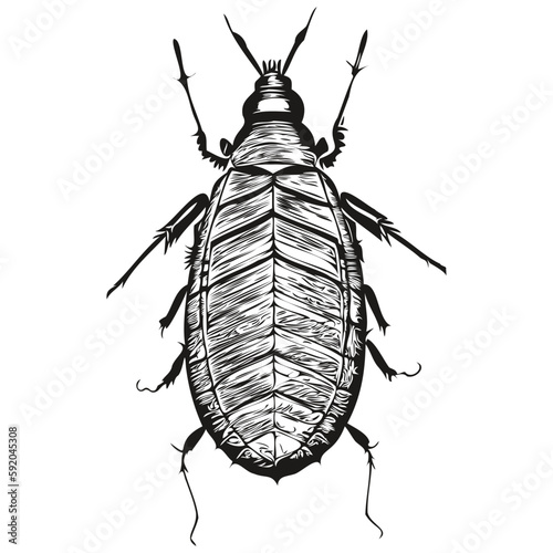 cockroach sketch, hand drawing of wildlife, vintage engraving style, vector illustration cockroaches