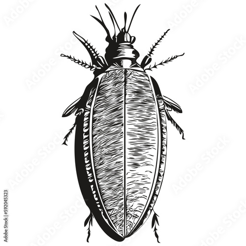 cockroach sketch, hand drawing of wildlife, vintage engraving style, vector illustration cockroaches