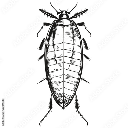 cockroach sketches, outline with transparent background, hand drawn illustration cockroaches