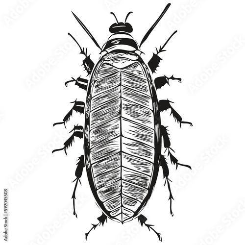 cockroach vector illustration line art drawing black and white cockroaches