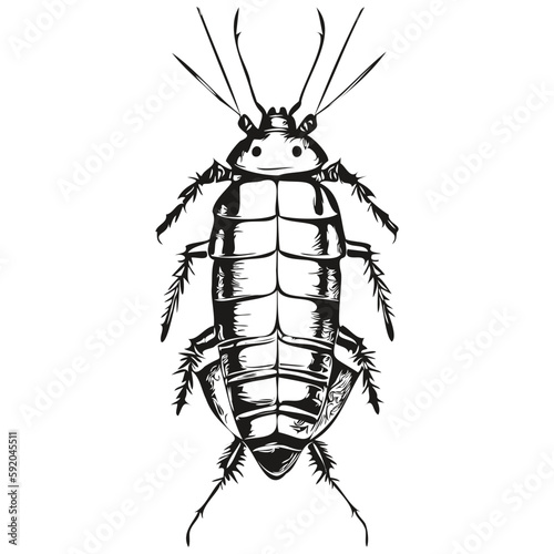 cockroach vector illustration line art drawing black and white cockroaches