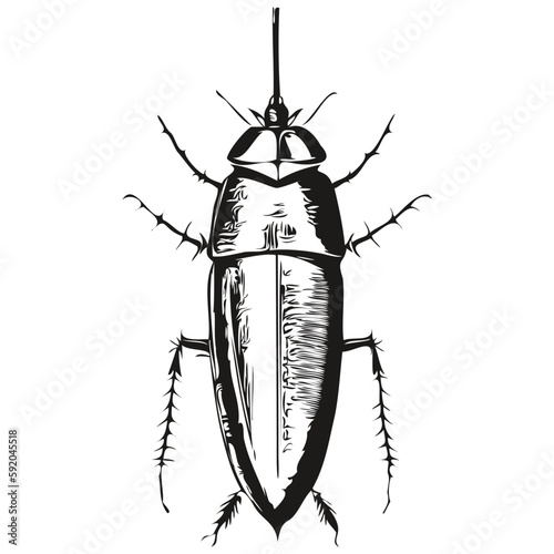 Engrave cockroach illustration in vintage hand drawing style cockroaches