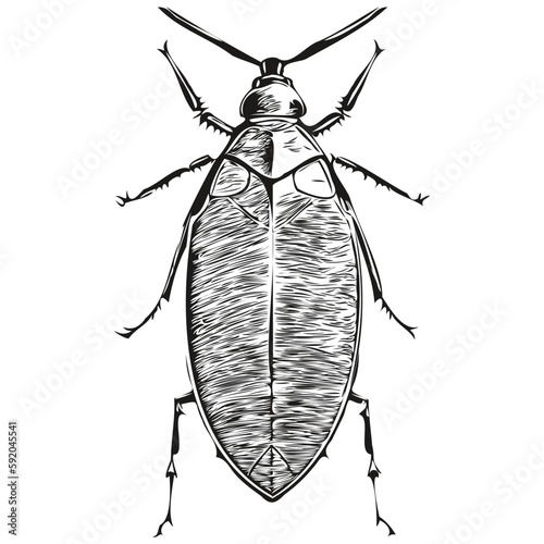 Engrave cockroach illustration in vintage hand drawing style cockroaches