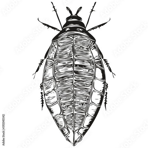 Engrave cockroach illustration in vintage hand drawing style cockroaches