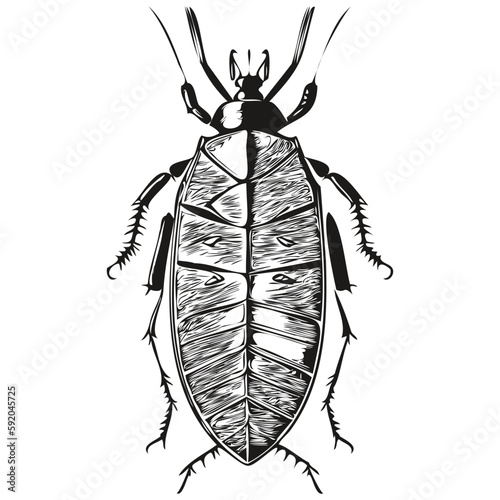 Realistic cockroach vector, hand drawn animal illustration cockroaches