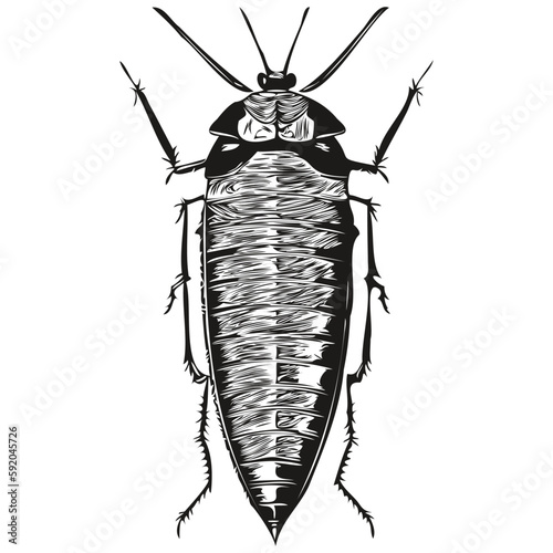 Realistic cockroach vector, hand drawn animal illustration cockroaches