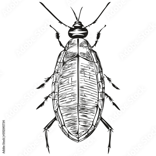 Engrave cockroach illustration in vintage hand drawing style cockroaches