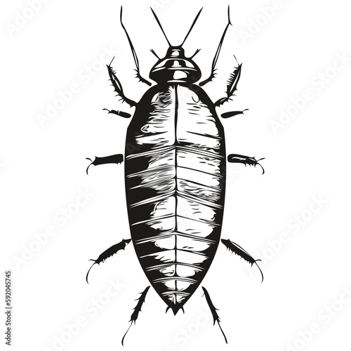Realistic cockroach vector, hand drawn animal illustration cockroaches