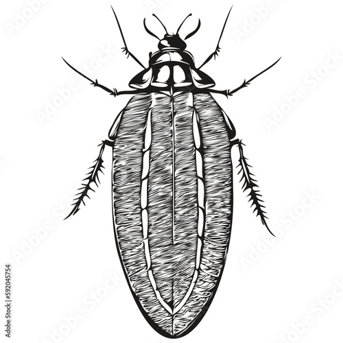 Realistic cockroach vector, hand drawn animal illustration cockroaches
