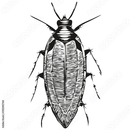 Realistic cockroach vector, hand drawn animal illustration cockroaches