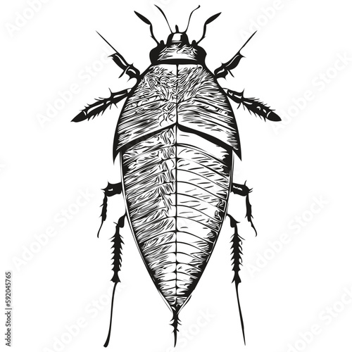 Realistic cockroach vector, hand drawn animal illustration cockroaches