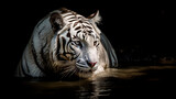 portrait of a white  tiger