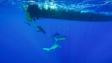 Galapagos sharks swimming under boat