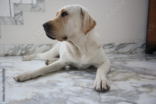 Fototapeta Naklejka Na Ścianę i Meble -  labrador retriever puppy