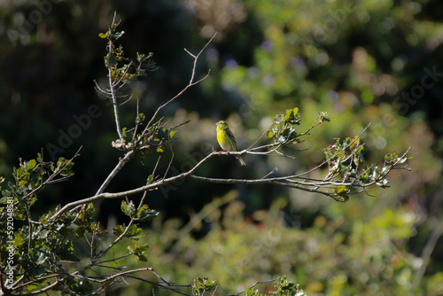 European serin bird on tree branch photo