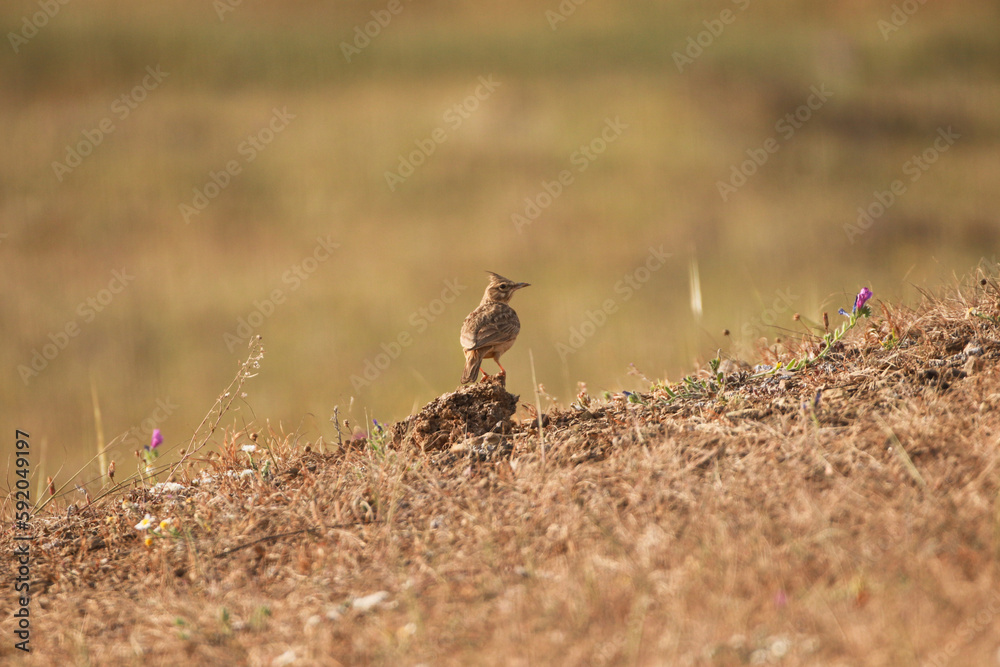 Crested lark on a fence wire Crested lark on a fence wire