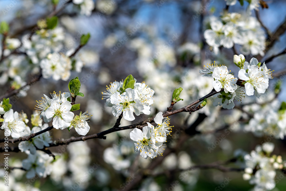 Plum flowers in spring