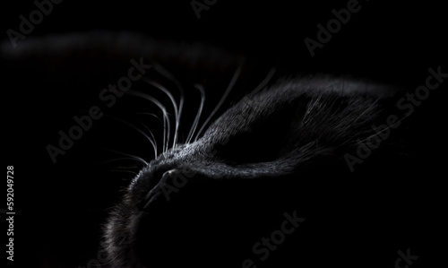 Bild auf Leinwand sleeping black cat