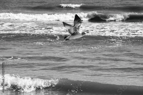 A seagull is flying over the ocean waves near the shoreline. 