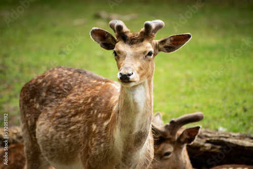 Deer relaxing in the sun in the middle of a park, Aarhus Denmark