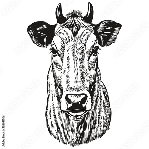 Realistic cow vector  hand drawn animal illustration calf