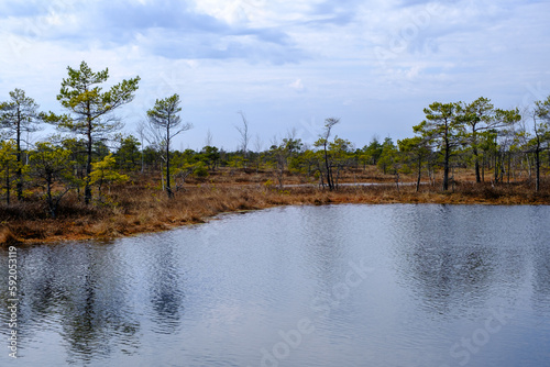 Kemeru swamp, national park with blue lake and trees, and bushes in Latvia with wooden pathway between water, Europe photo