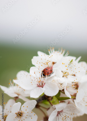 ladybird on a flower. tree blossom. buds on a branch. blossom in spring. plum blossom in spring