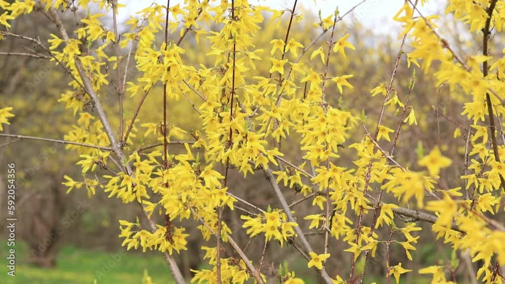 Forsythia. Brightly flowering yellow shrub in the park. Yellow flowers close up. Flowering branch in spring, selective focus Forsythia. Brightly flowering yellow shrub in the park. Yellow flowers close up. Flowering branch in spring, selective focus
