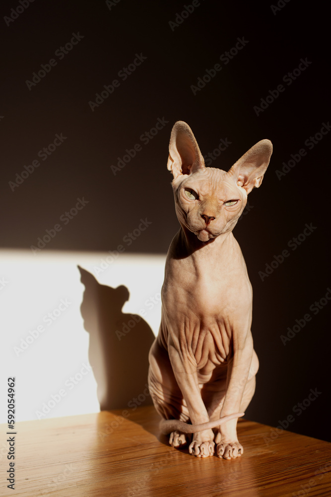 Portrait of a contented cat with a squinted eye, Sphinx breed, on an isolated background. Cat stock photo.