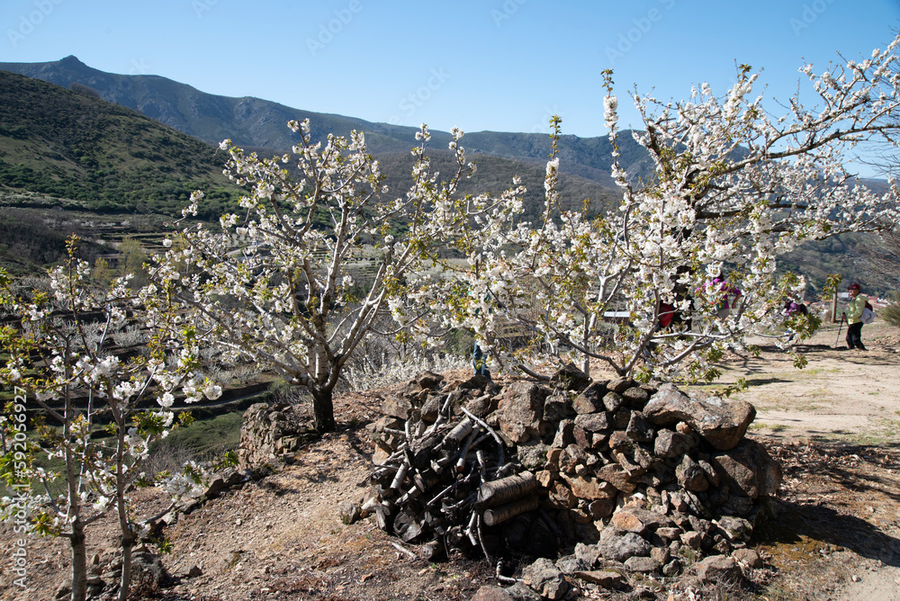Obraz na plátně Blooming period of cherry trees in Valle del Jerte,Spain