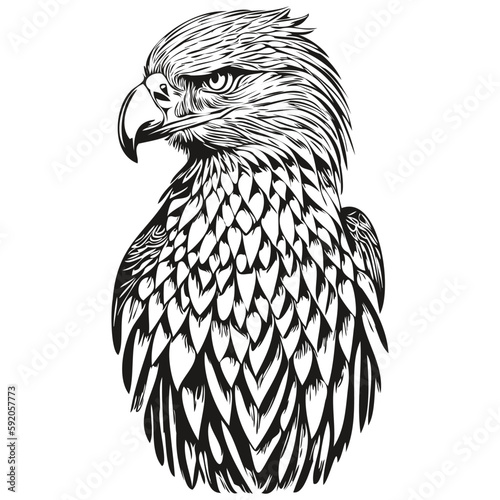 Vector image of silhouette of a eagle on a white background, bird