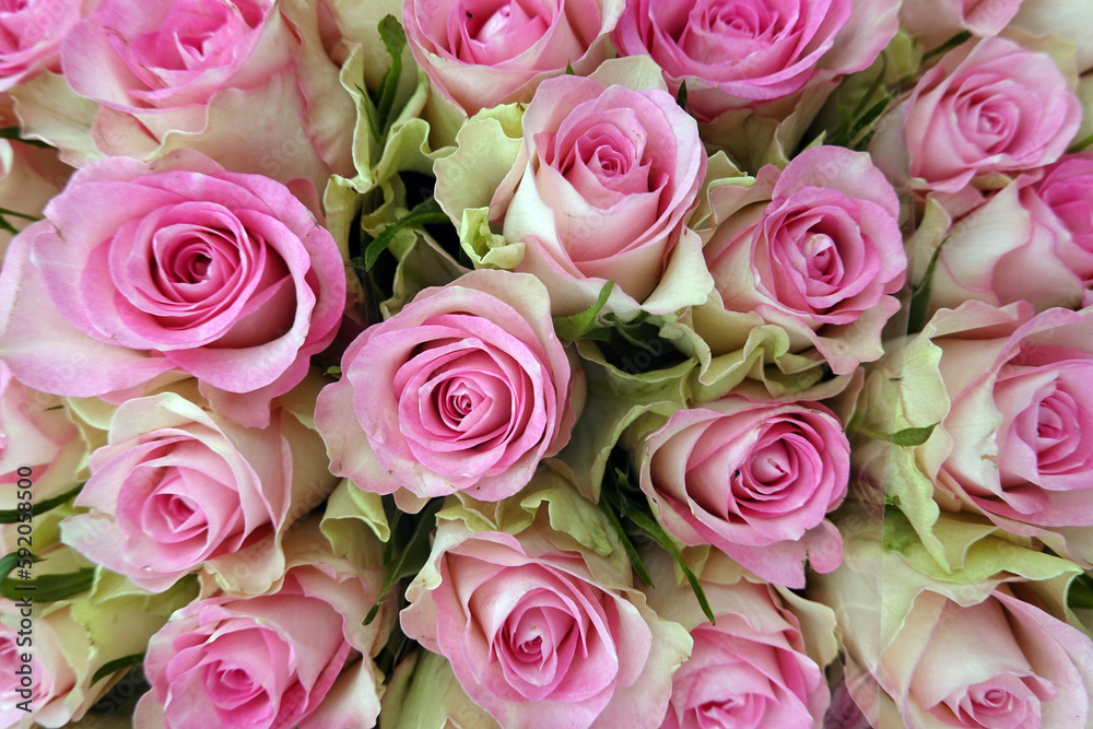 rosa-weisse Rosenblüten - Schnittblumen-Strauss rosa-weisse Rosenblüten - Schnittblumen-Strauss