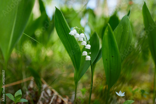  Lily of the valley in forest