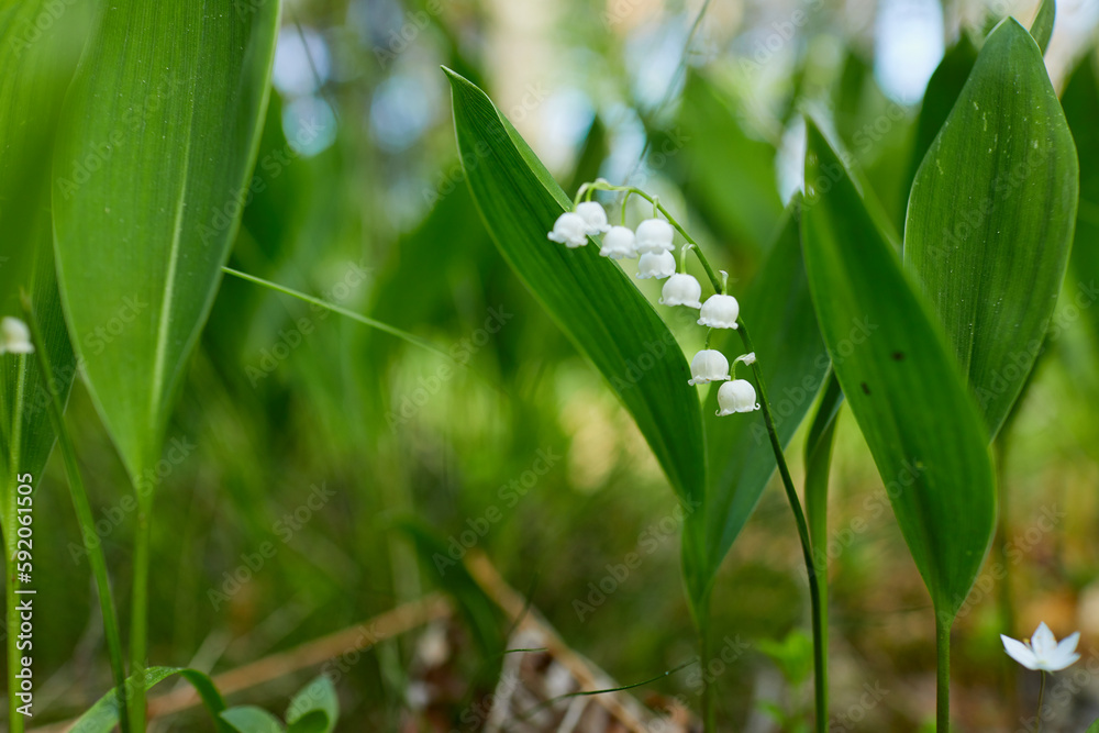 Lily of the valley in forest Lily of the valley in forest