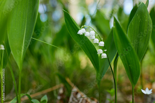  Lily of the valley in forest