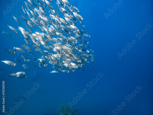 Underwater scene with a school of Indian mackerels in coral reef of the Red Sea 