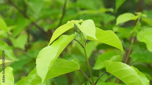 Premna foetida Reine (Daun singkil, waung, berbuas, buas-buas, ambong-ambong laut, pecah piring, singkil) in nature. This often use as food photo