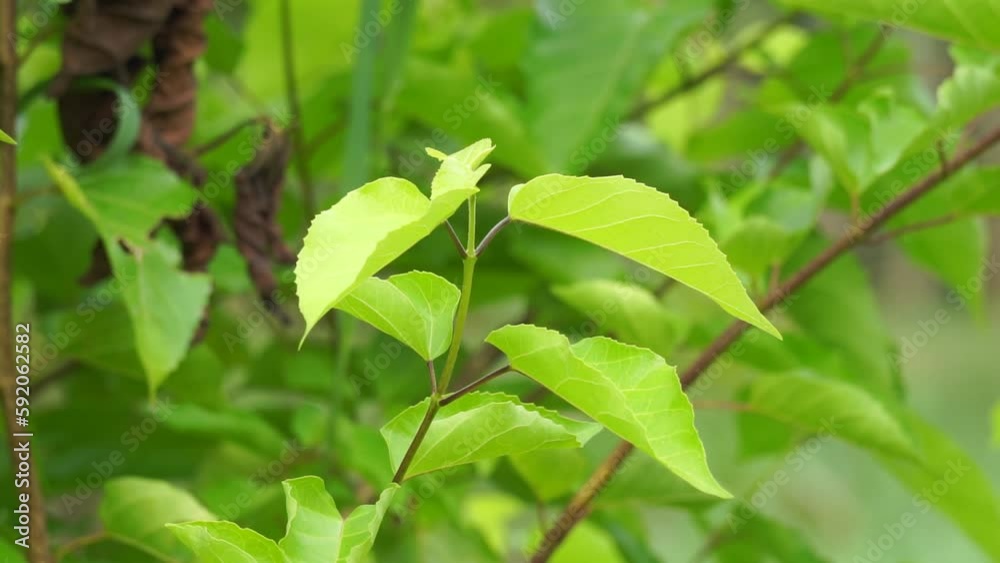 Premna foetida Reine (Daun singkil, waung, berbuas, buas-buas, ambong-ambong laut, pecah piring, singkil) in nature. This often use as food Premna foetida Reine (Daun singkil, waung, berbuas, buas-buas, ambong-ambong laut, pecah piring, singkil) in nature. This often use as food