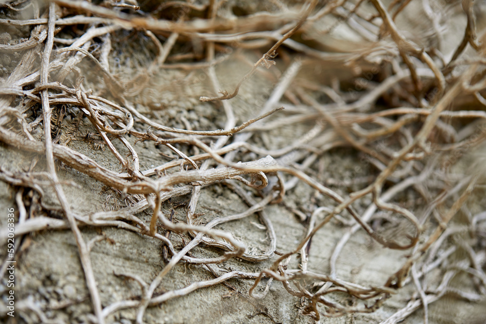 branches of plant on the wall branches of plant on the wall