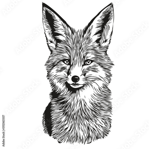 fox sketch, hand drawing of wildlife, vintage engraving style, vector illustration fox cub
