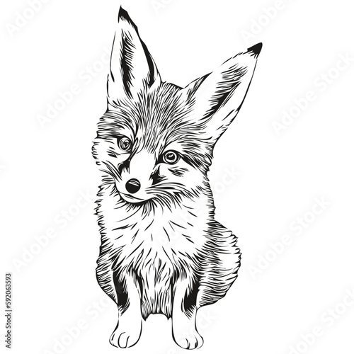 fox vector illustration line art drawing black and white fox cub