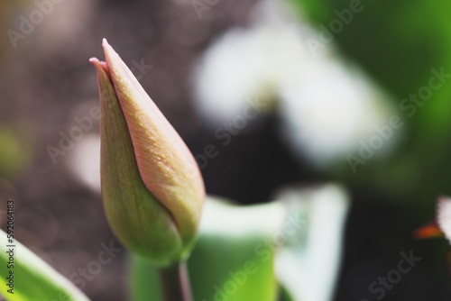 red tulips in the garden in spring on a sunny day cover background postcard spring flowers