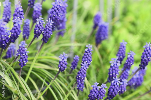 spring flowers in the country, in the park, nature, in the park in spring, purple, yellow, background