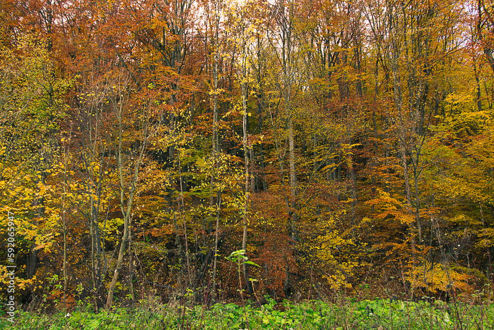 Fototapeta premium an autumn landscape. View of an autumn forest with yellow leaves