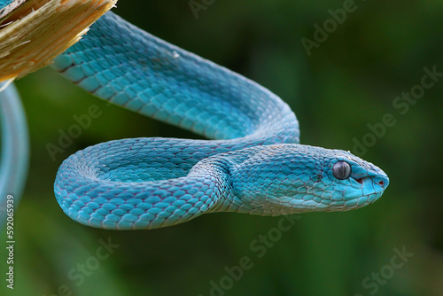 Blue viper snake closeup face, viper snake, blue insularis, Trimeresurus Insularis, animal closeup