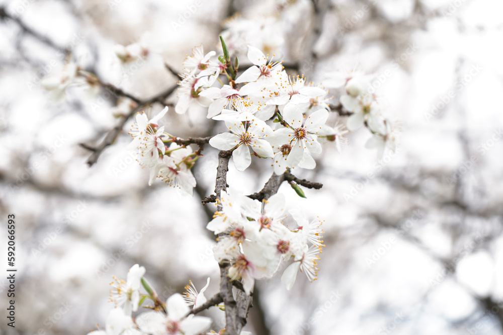 Beautiful blossoming branch on spring day Beautiful blossoming branch on spring day