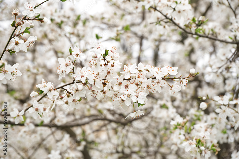 Beautiful blossoming branches on spring day, closeup Beautiful blossoming branches on spring day, closeup