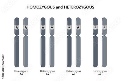 Homozygous (AA, aa) and Heterozygous (Aa).
