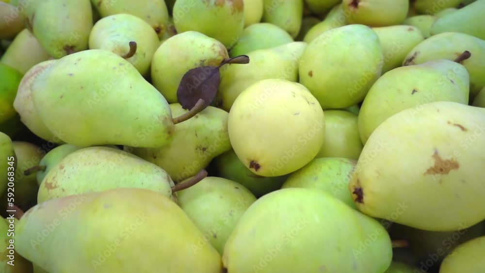 New Season Harvest Fresh Pears On The Market Counter Footage. New Season Harvest Fresh Pears On The Market Counter Footage.